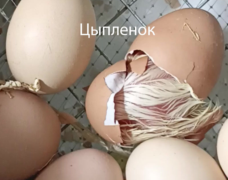 цыпленок из яйца в инкубаторе